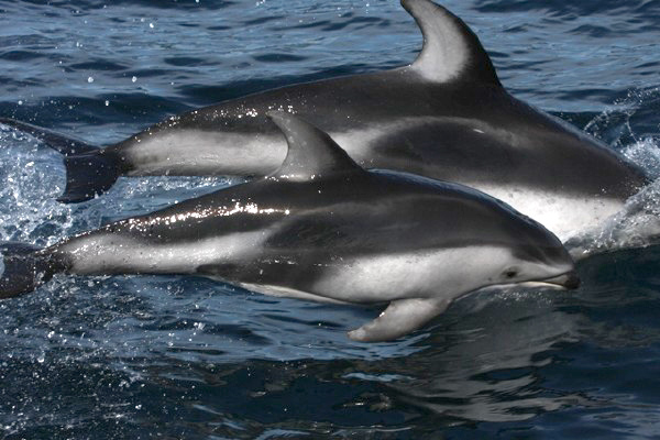 Pacific White-sided Dolphin